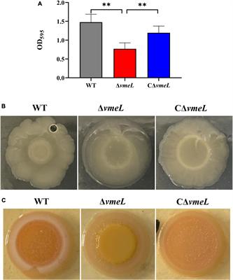 Biological and transcriptional studies reveal VmeL is involved in motility, biofilm formation and virulence in Vibrio parahaemolyticus